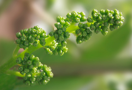 Separated flower buds