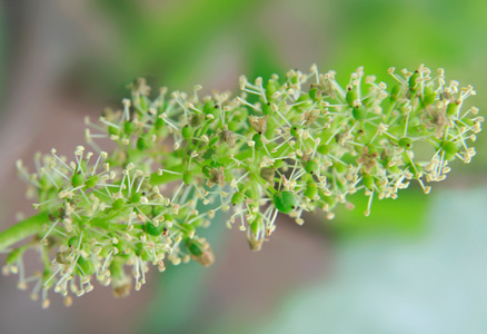 Flowering