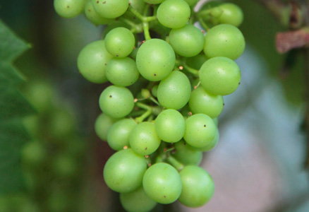 Bourgogne wines - Peas