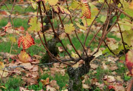 Bourgogne wines - Leaves fall