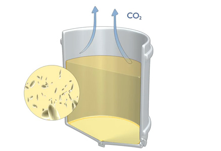 Bourgogne wines - Alcoholic fermentation / Racking