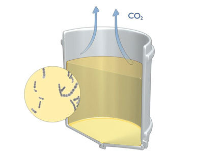 Bourgogne wines - Malolactic fermentation