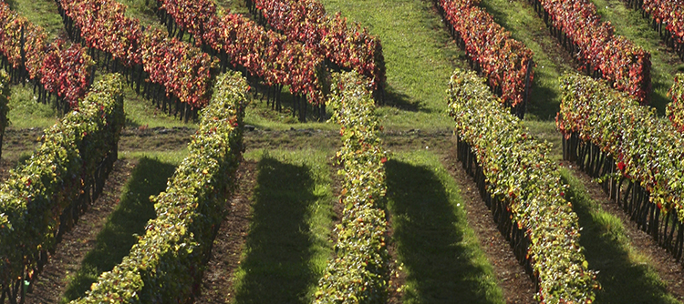 Coteaux Bourguignons: an AOC to be discovered