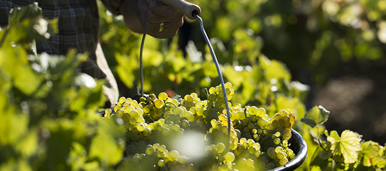 The 2006 vintage - Charming Bourgogne Wines