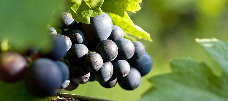 INTERNATIONALLY - Join a webinar about Pinot Noir in partnership with WSET