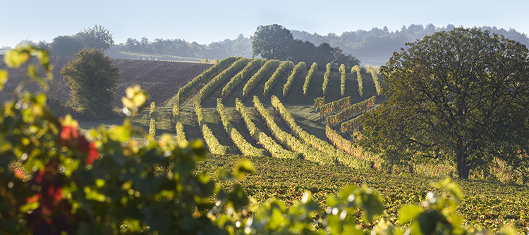 Millésime 2010 en Bourgogne : l’exigence récompensée