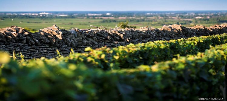 The 2007 vintage in Bourgogne: Patience pays dividends