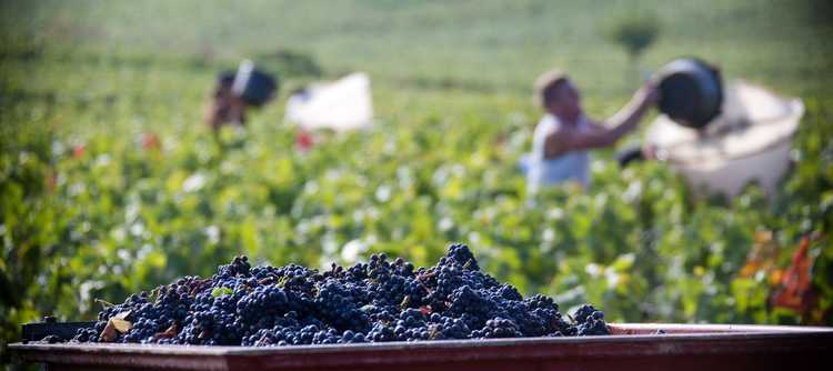 Vendanges en Bourgogne