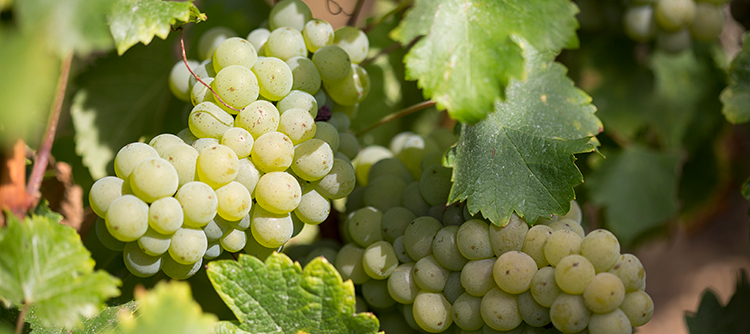 Chardonnay Day: Bourgogne wines: Much more than just Chardonnay masterclass