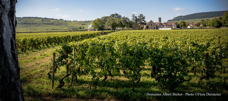 Clos des Ursulines in Pommard