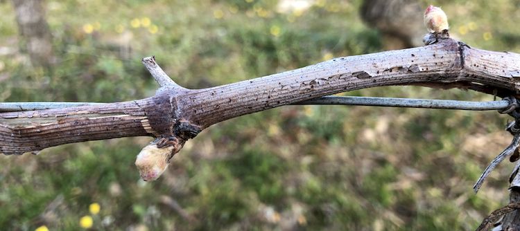 Buds are ready to burst into leaves... the vines don't care about lockdown!