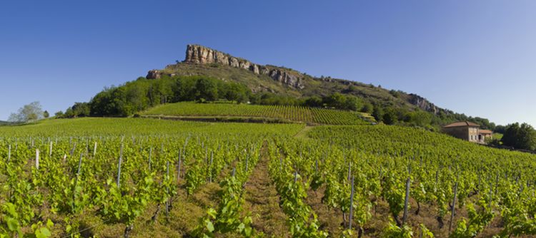 PoulilyèFuissé lies on the sides of the Solutré Rock!