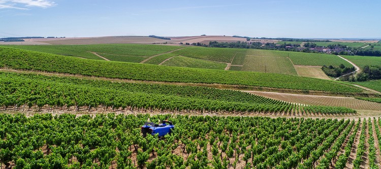 In Chablis, Domaine Louis Moreau