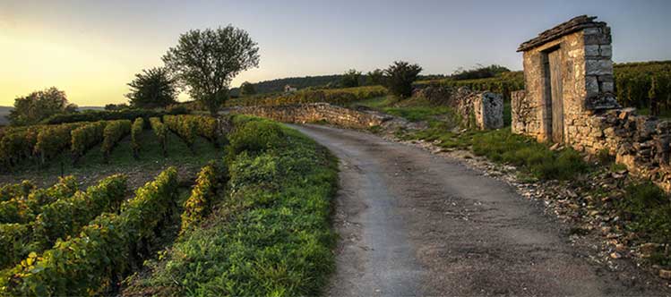 Bourgogne vs. Burgundy
