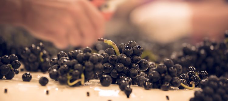 The 2021 harvest: Returning to a typical Bourgogne vintage