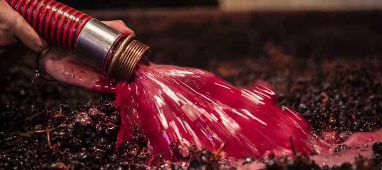 Winemakers enjoy the colors of the reds in 2022! -Photo : BIVB / Aurélien Ibanez