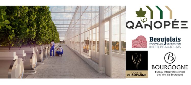 QANOPEE: Investing in the future of Bourgogne wines