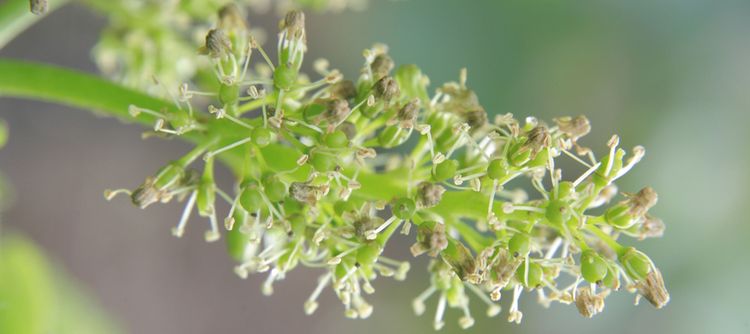 Fleur de Pinot Noir - Copyright : BIVB / Jean-Louis BERNUY