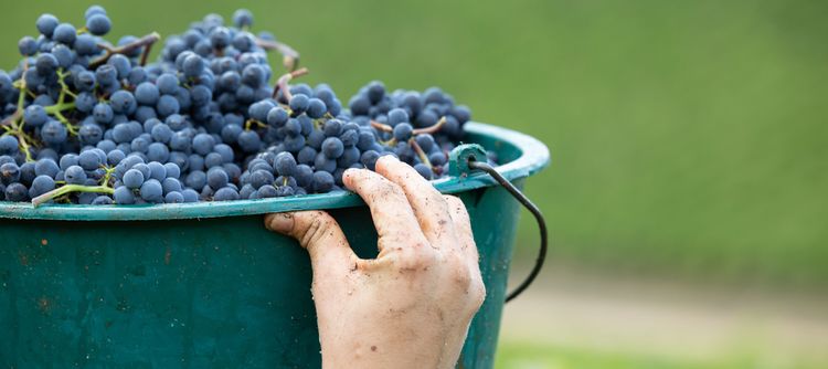 Photo: BIVB / Etienne Ramousse