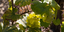Grape Varietals Focus  : Chardonnay