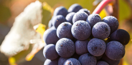 Grape Varietals Focus  : Pinot Noir