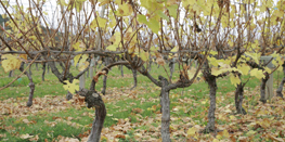 The vine throughout the seasons