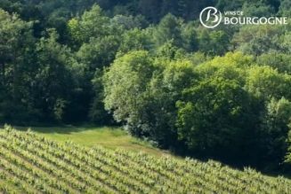 Geographical denomination: The first step towards the notion of terroir – Focus Bourgogne