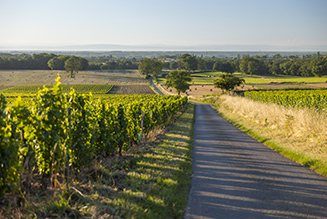 The Route des Vins du Mâconnais-Beaujolais