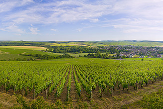 The Route des Vins de Chablis, Grand Auxerrois, and Châtillonnais
