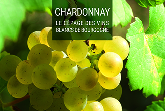 Chardonnay poster