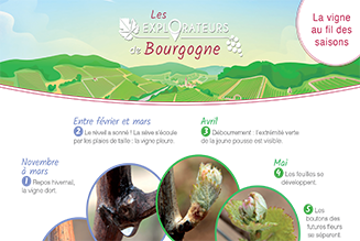 Les explorateurs de Bourgogne - The vine and wine calendar