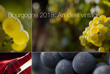 The 2018 vintage: An ideal vintage