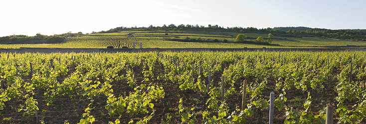 Bâtard-Montrachet