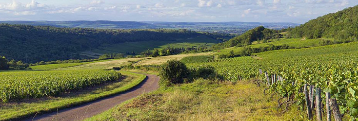 Vue du vignoble de Bouzeron en Bourgogne