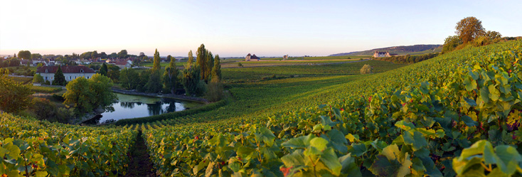 Chambolle Musigny - Les Amoureuses