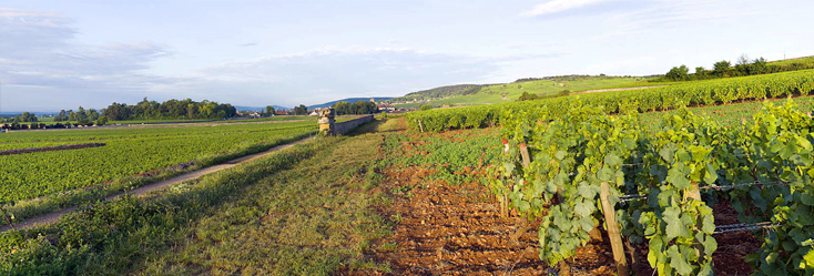 Pommard 1er Cru Les Pézerolles