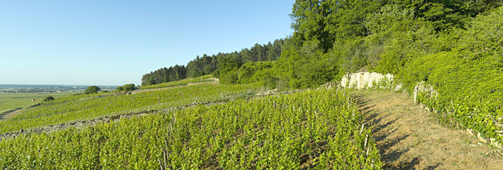 Ruchottes Chambertin