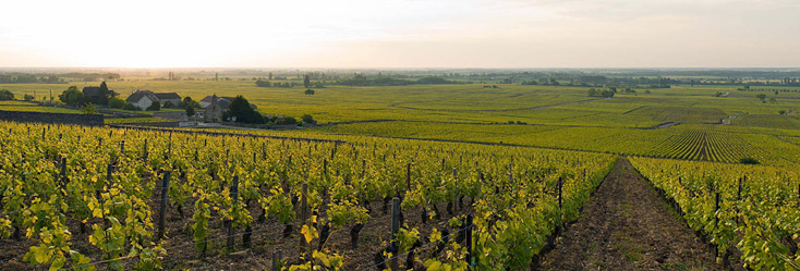 Volnay 1er Cru Taille Pieds