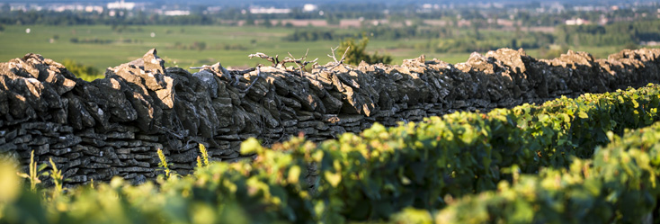 Bourgogne aligoté Bourgogne aligoté