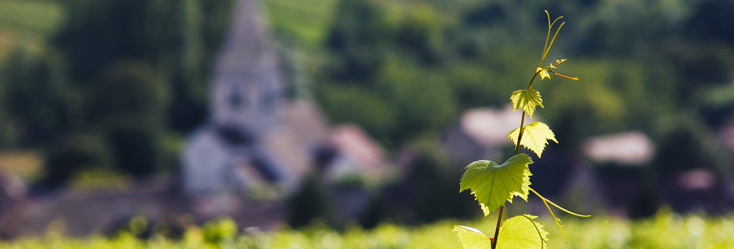 Bourgogne Mousseux Bourgogne Mousseux