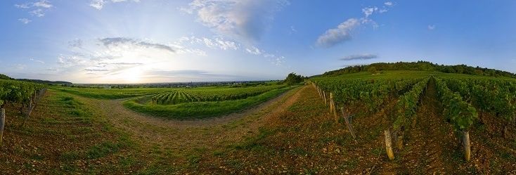 Marsannay Rosé Marsannay Rosé