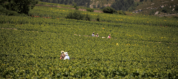 The École des Vins de Bourgogne invites you to take part in a fun and very tasty summer school in th