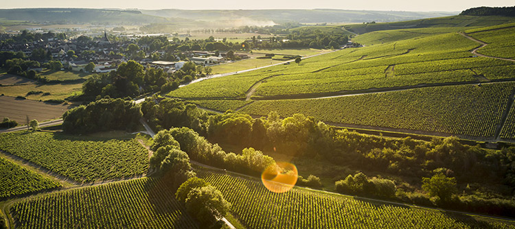 The wine-related places you must visit in Bourgogne