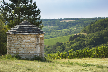 Cabotte dans les vignes de Bourgogne 