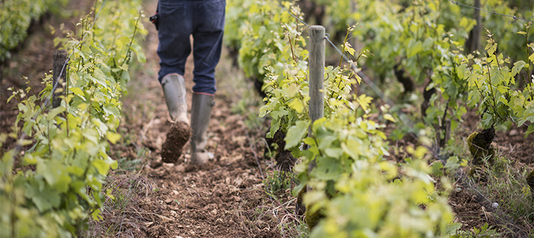 Works in the vines in Burgundy - © BIVB / ARMELLEPHOTOGRAPHE.COM  