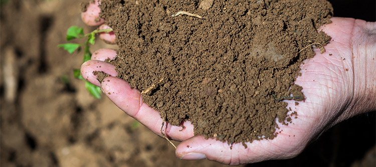 Soil in Bourgogne - © BIVB / Michel Joly