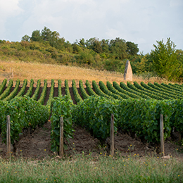 Landscape in the vineyard of the Côte de Chalonnais - © BIVB / Michel Joly