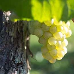 Cépage Chardonnay en Mâconnais (Saône et Loire) - ©BIVB / armellephotographe.com