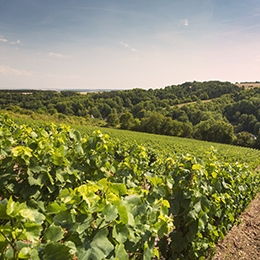 Landscape in the vineyard region of Chatillonnais - © BIVB / Aurélien Ibanez