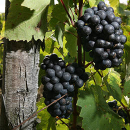 Grape of Gamay  - © BIVB / Daniel Gilet